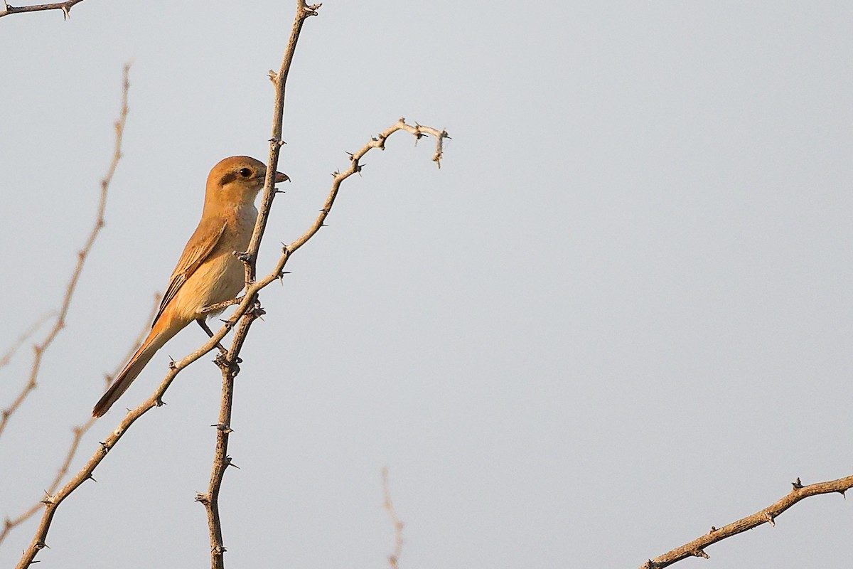 Isabellwürger - ML644792160