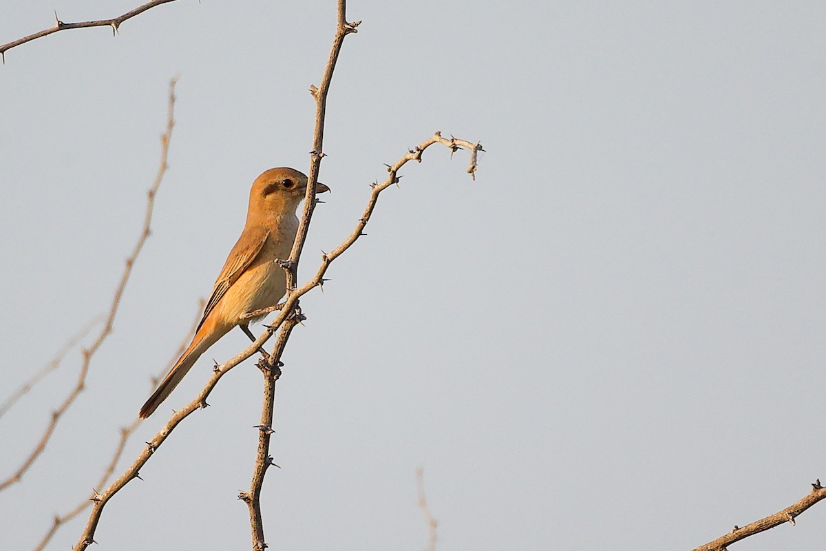 Isabellwürger - ML644792163