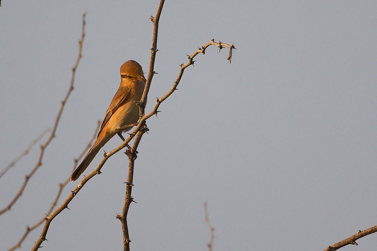 Isabellwürger - ML644792164