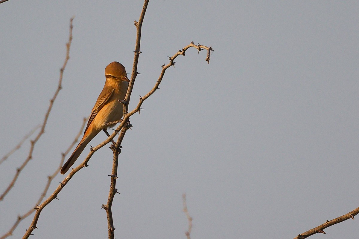 Isabellwürger - ML644792165