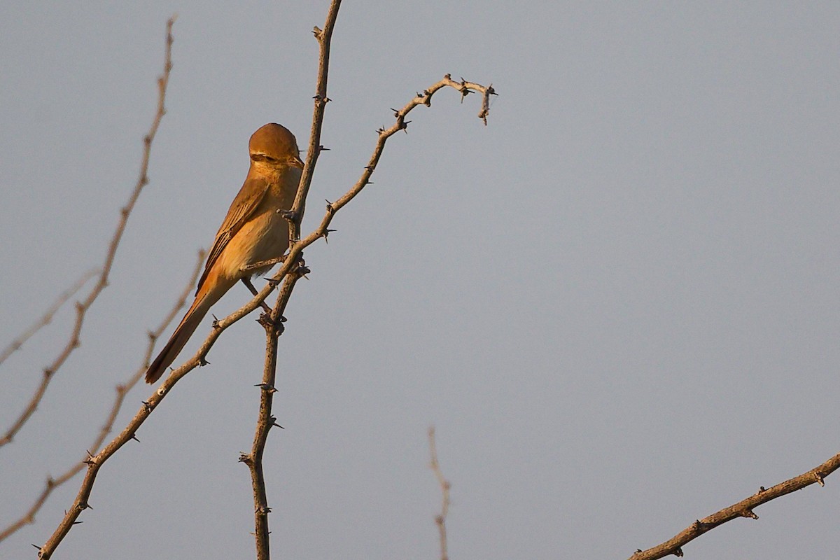 Isabellwürger - ML644792166