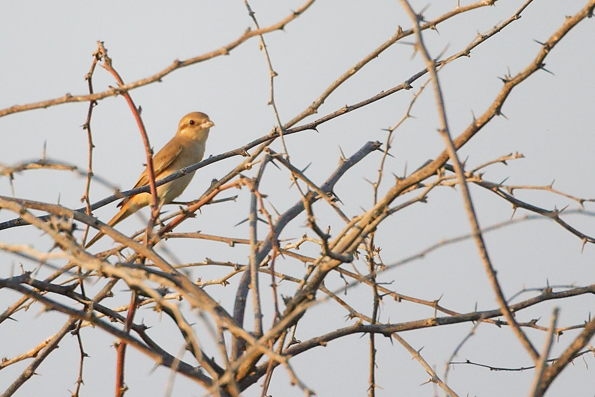 Isabellwürger - ML644792168