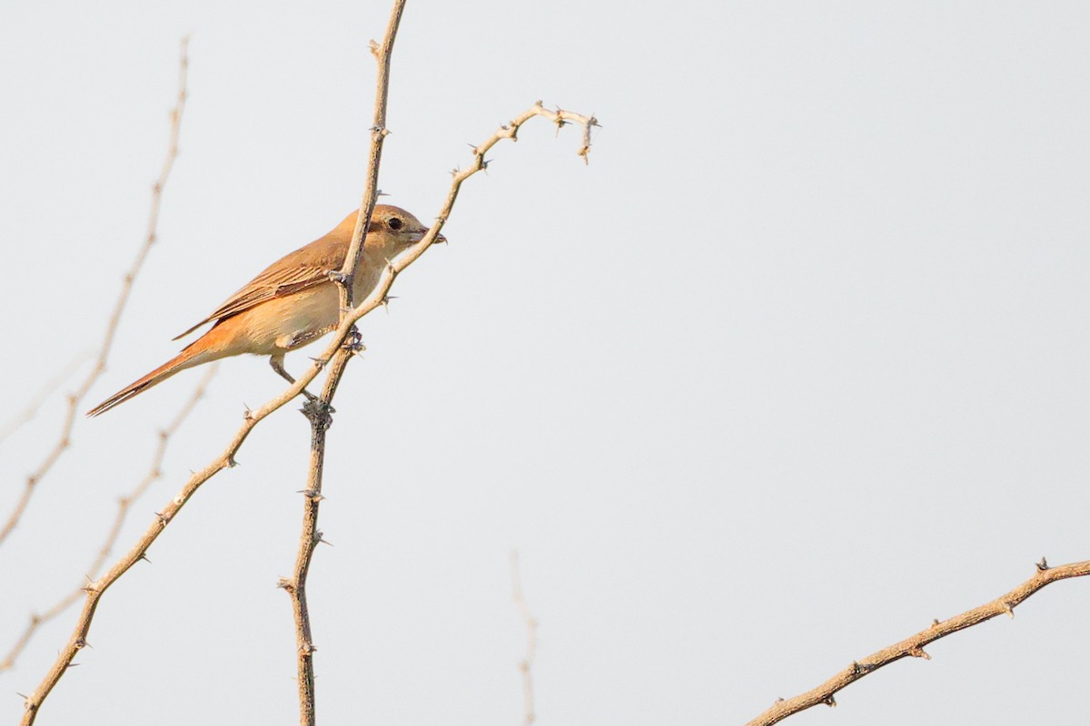 Isabellwürger - ML644792171