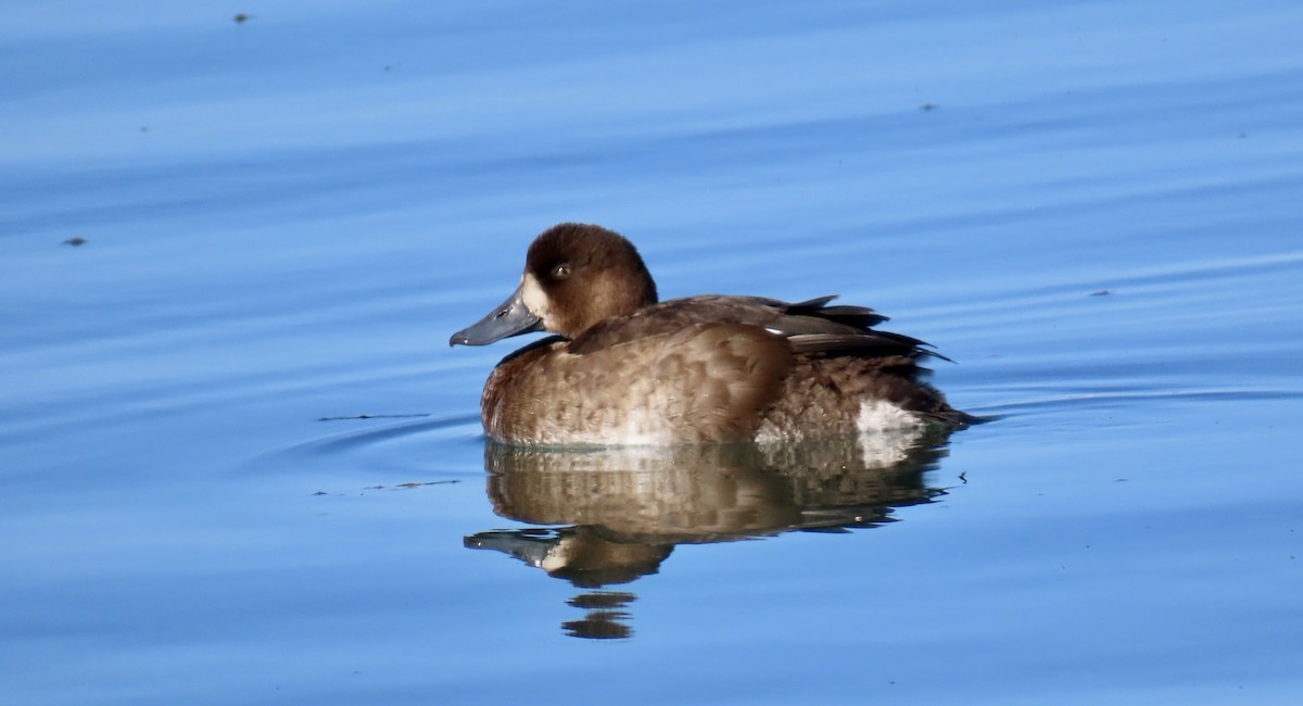Greater Scaup - ML644792172