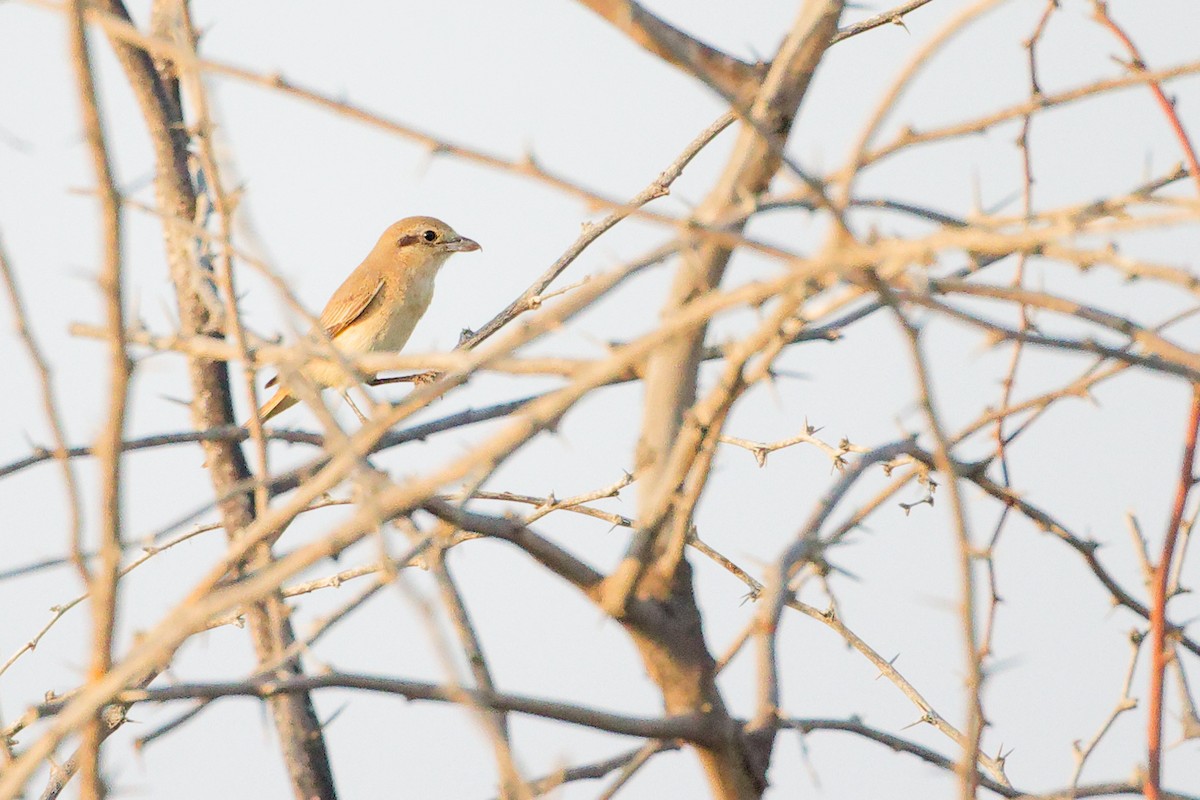 Isabellwürger - ML644792173