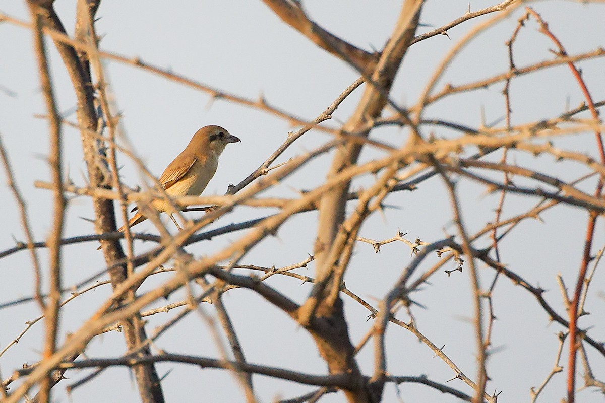 Isabellwürger - ML644792174