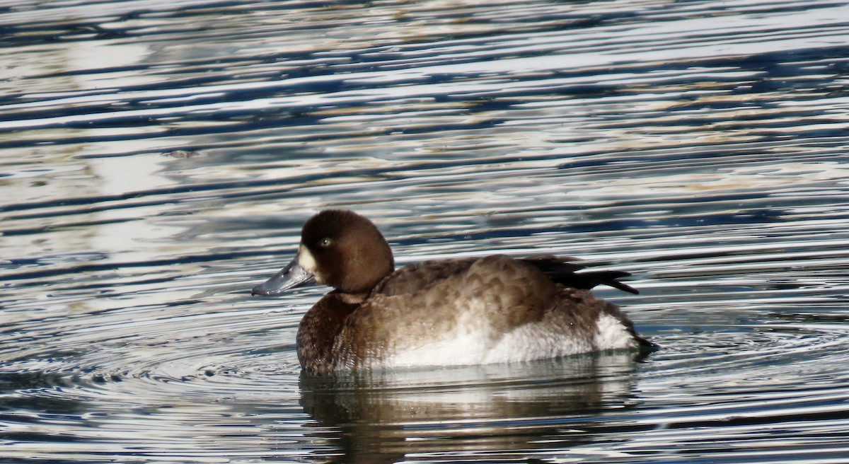 Greater Scaup - ML644792175