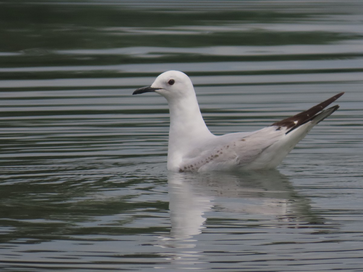 Antxeta maoria - ML644792176