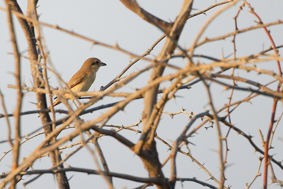 Isabellwürger - ML644792179