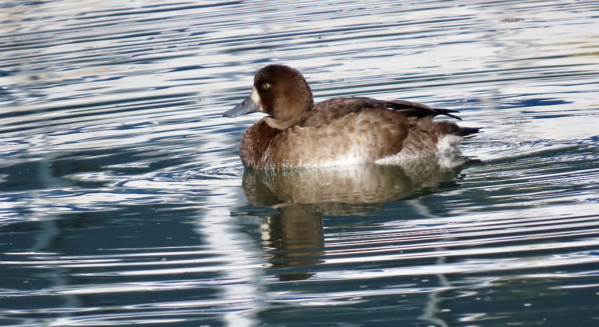 Greater Scaup - ML644792185