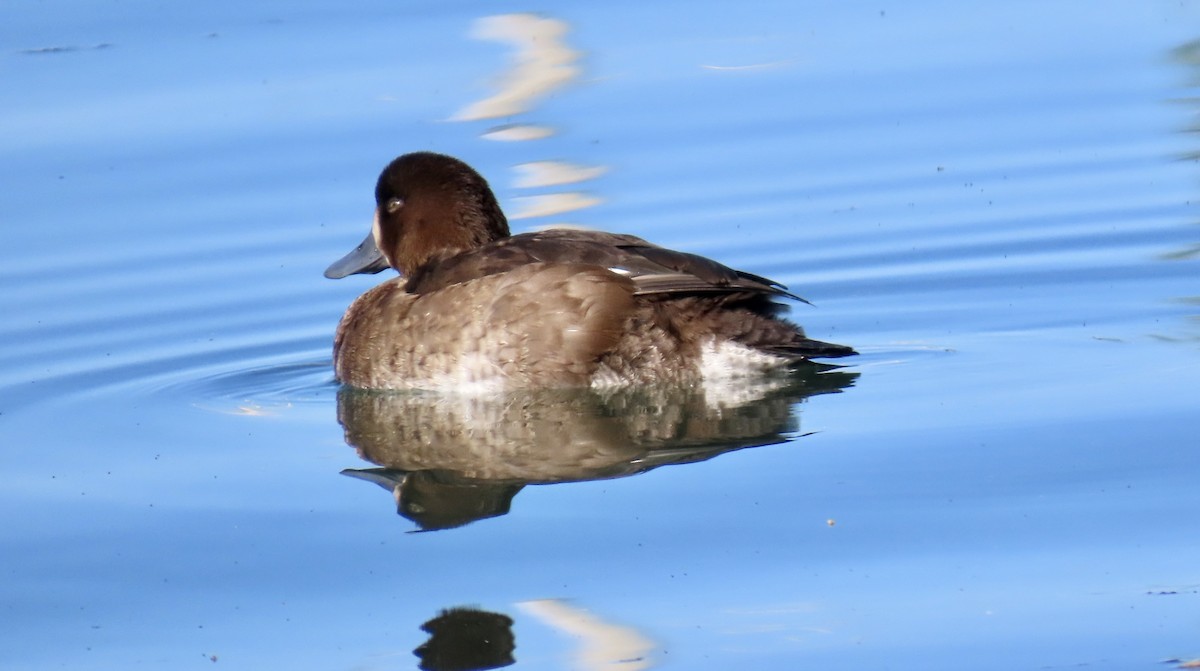 Greater Scaup - ML644792186