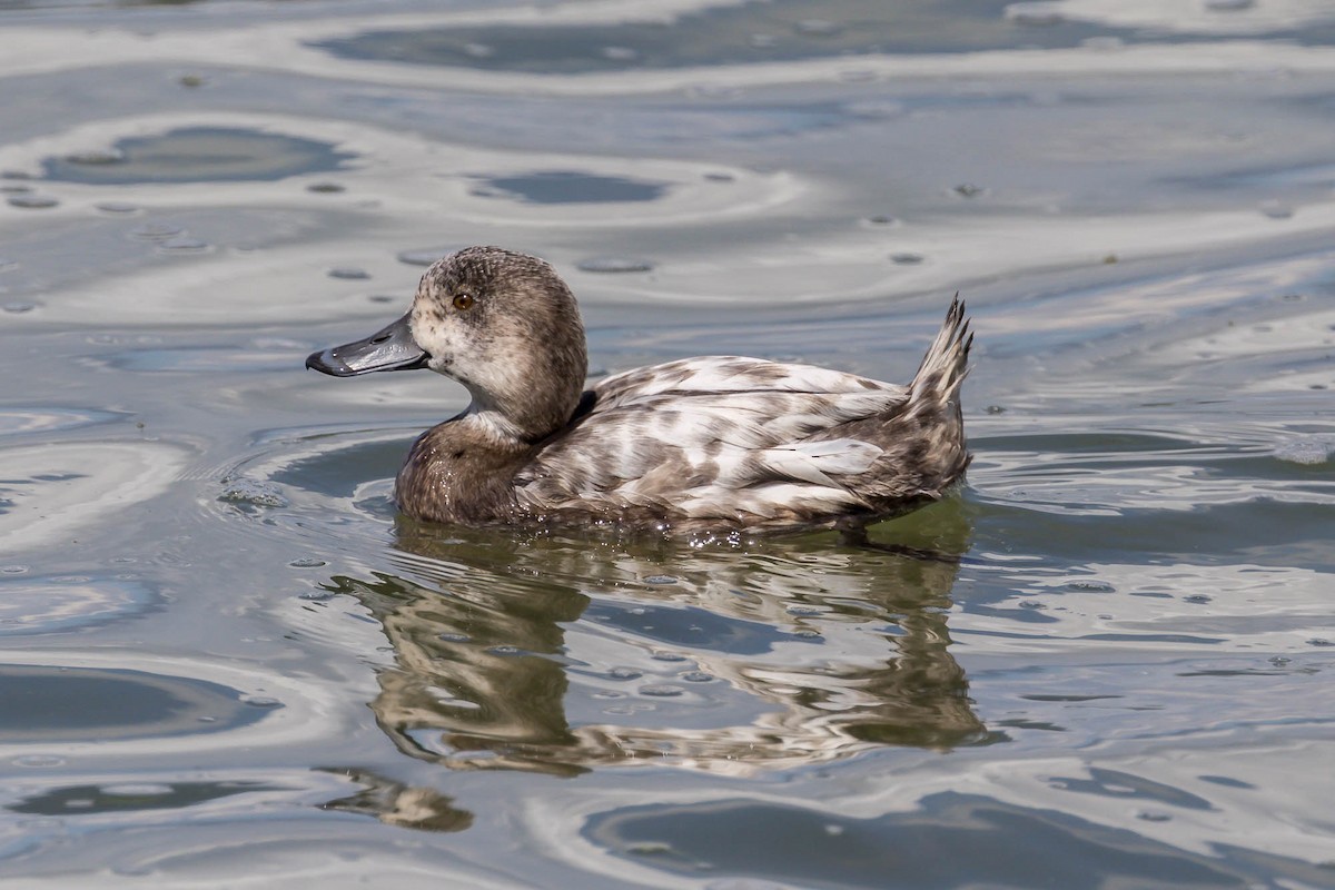 Yeni Zelanda Patkası - ML644792193