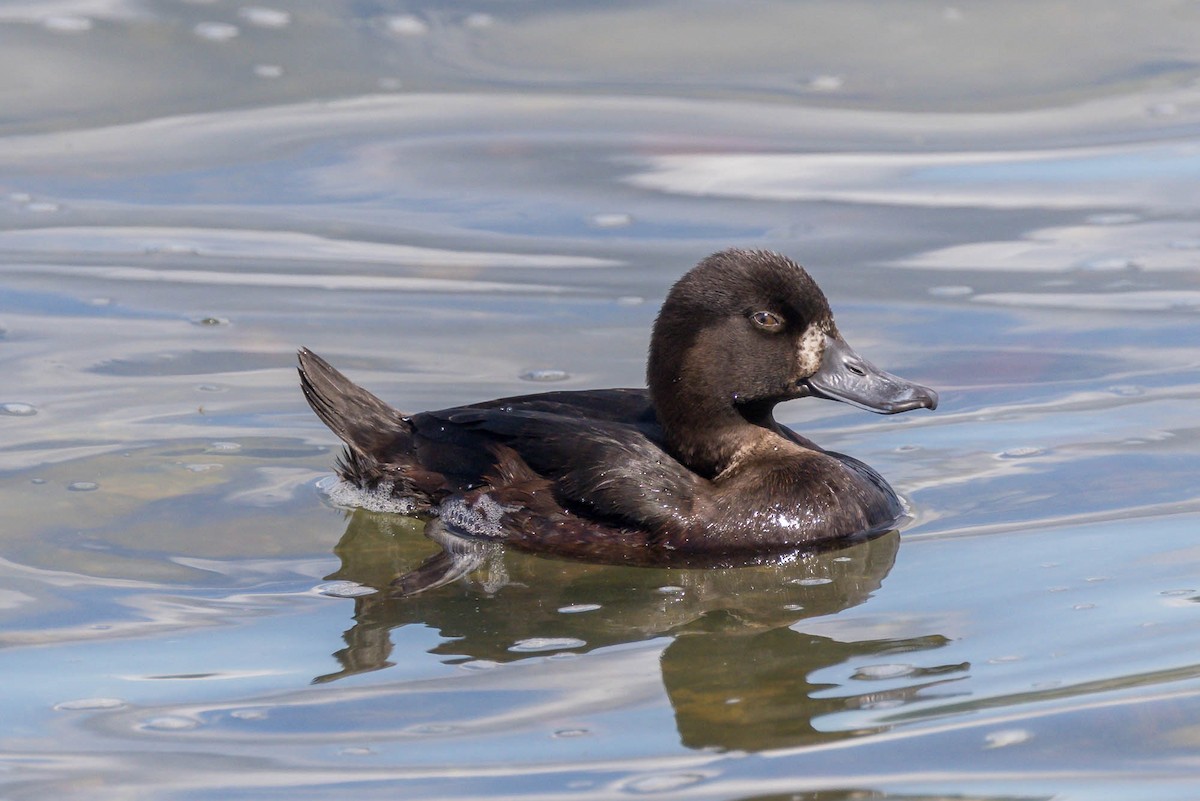 Yeni Zelanda Patkası - ML644792194