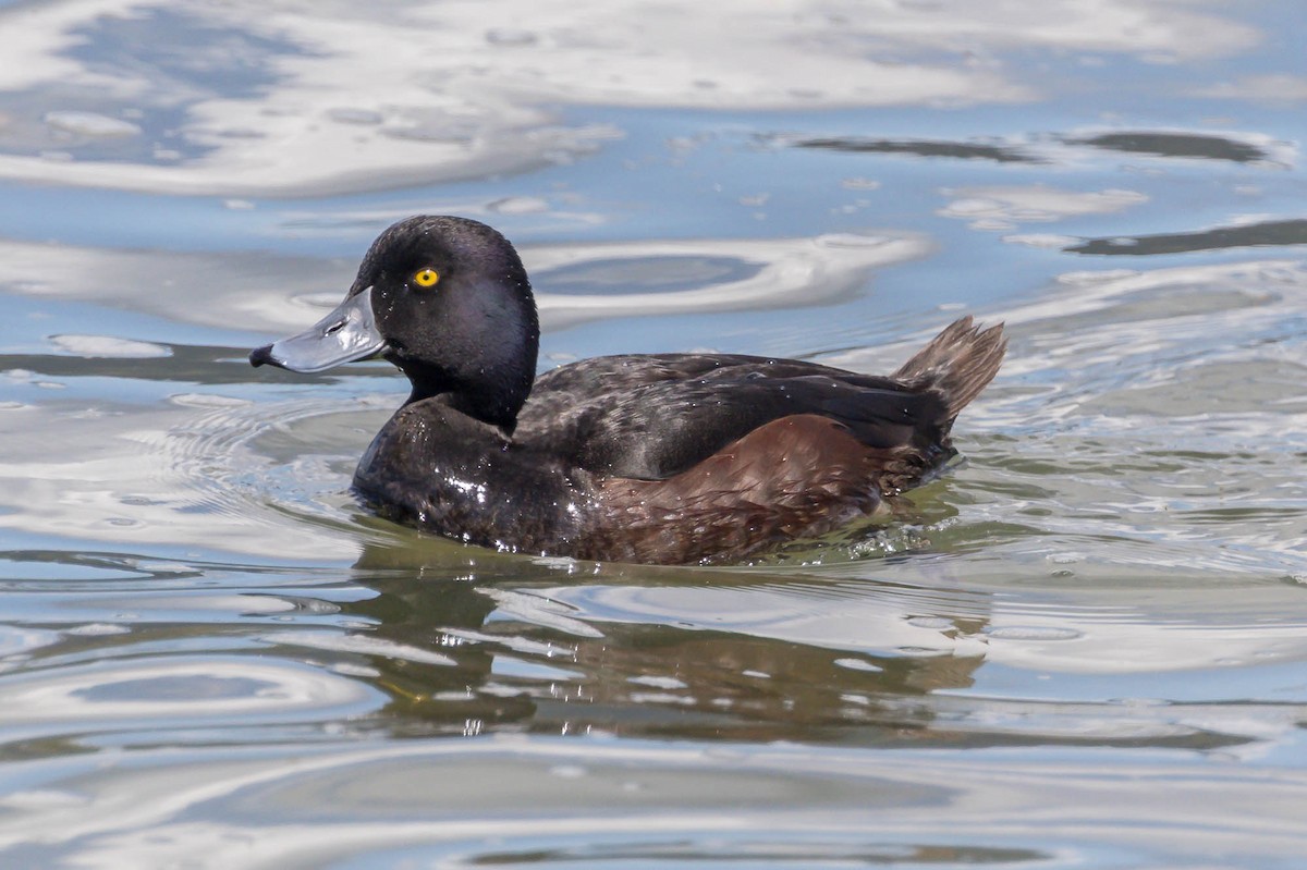 Yeni Zelanda Patkası - ML644792195
