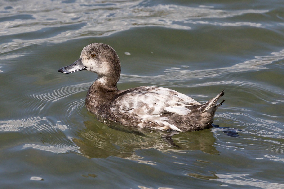 Yeni Zelanda Patkası - ML644792196
