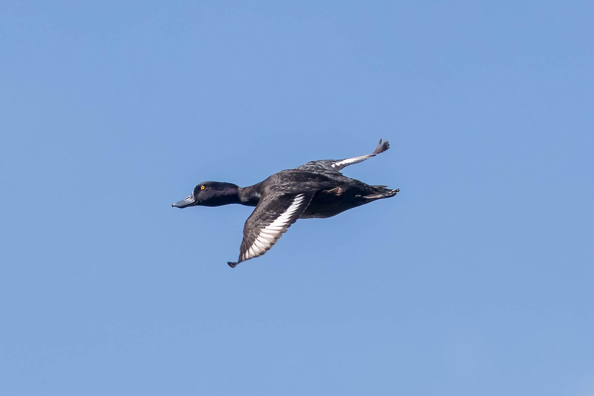 Yeni Zelanda Patkası - ML644792197