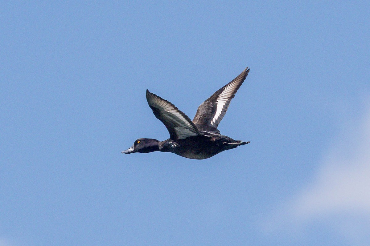 Yeni Zelanda Patkası - ML644792198