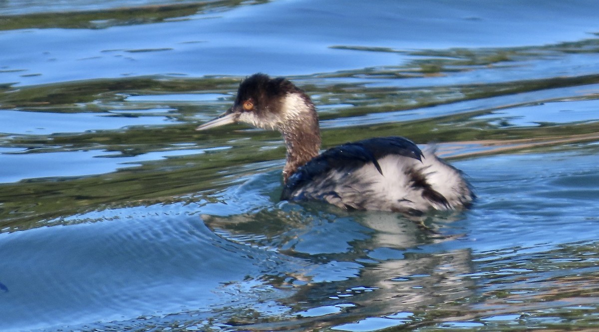 potápka černokrká - ML644792202