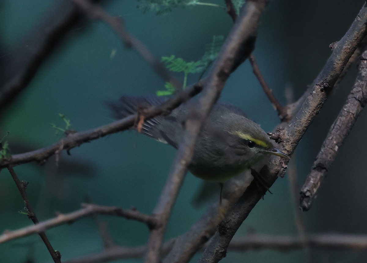 Sulphur-bellied Warbler - ML644792204