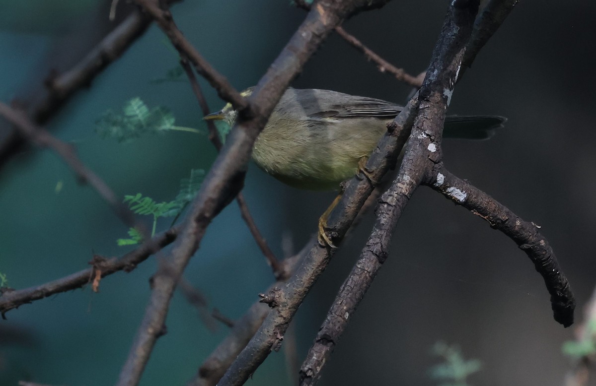 Sulphur-bellied Warbler - ML644792205