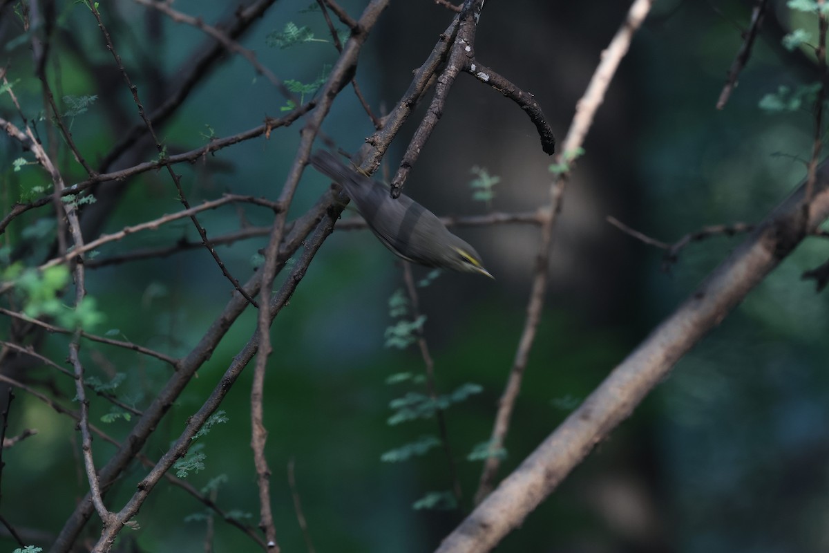 Sulphur-bellied Warbler - ML644792206