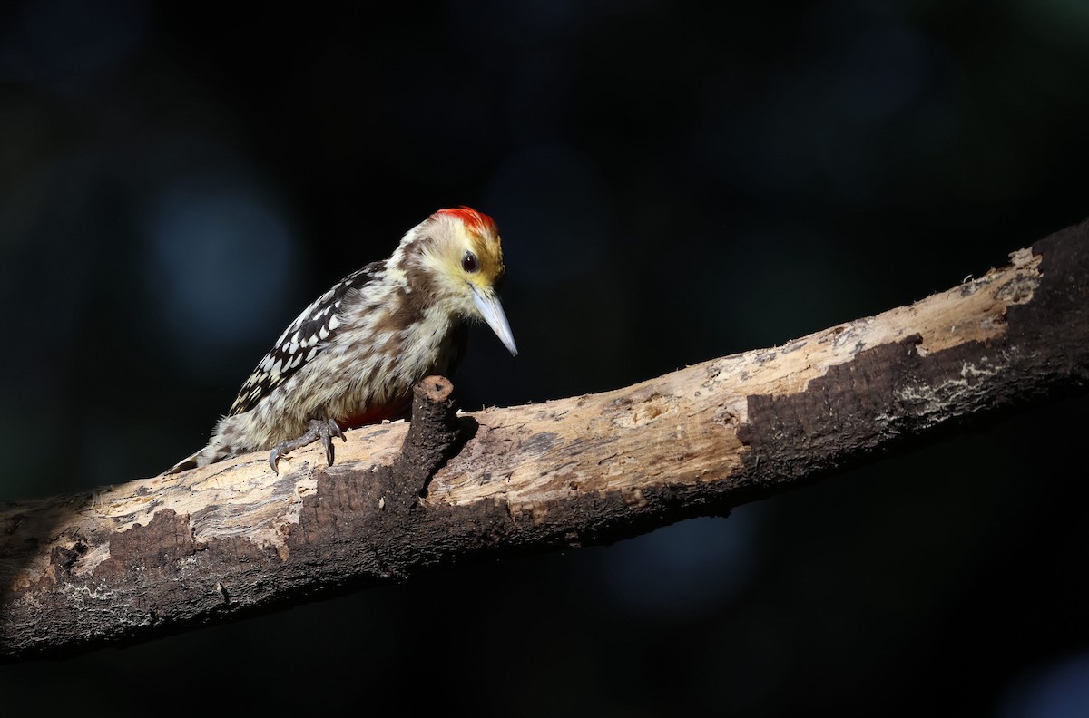 Yellow-crowned Woodpecker - ML644792211