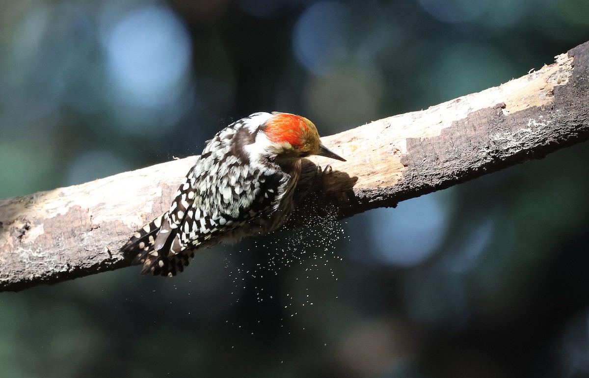 Yellow-crowned Woodpecker - ML644792212