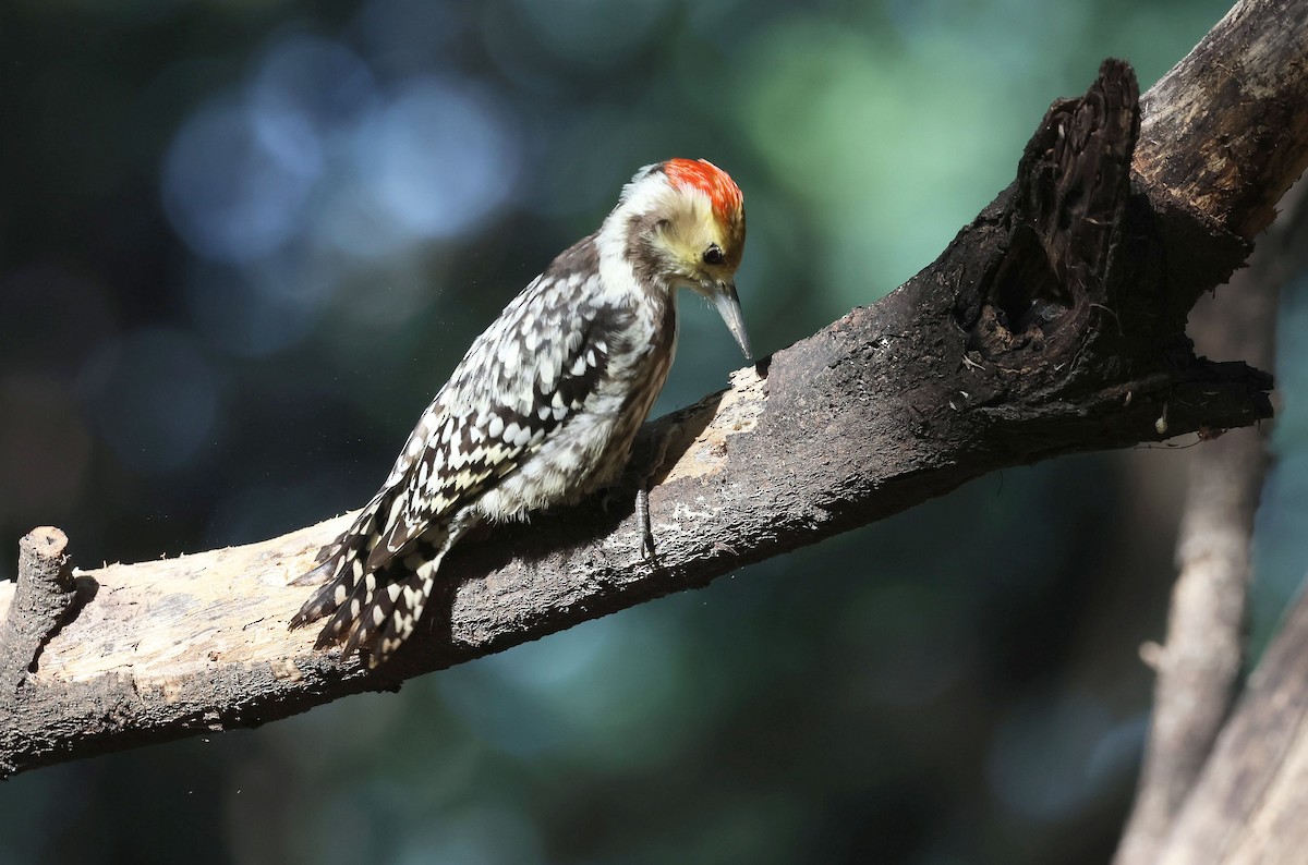 Yellow-crowned Woodpecker - ML644792213