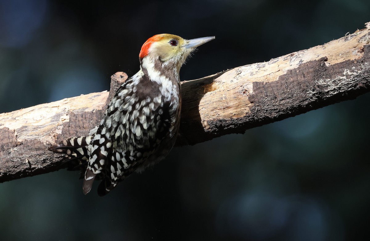 Yellow-crowned Woodpecker - ML644792214