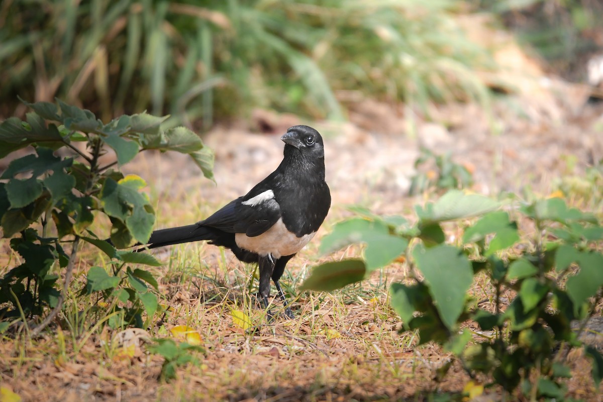 Orientelster - ML644792220