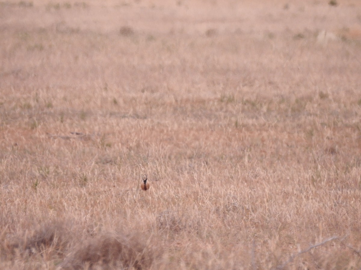 Inland Dotterel - ML644792226