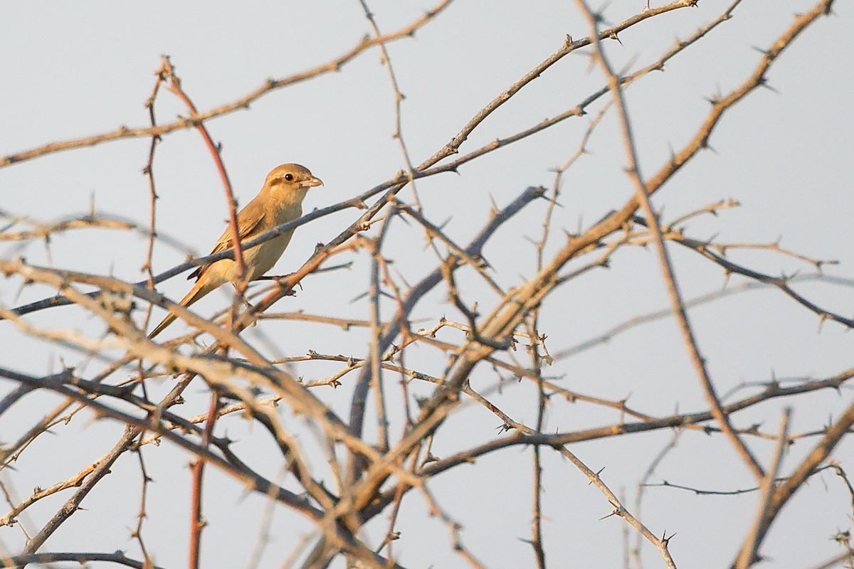 Isabellwürger - ML644792228