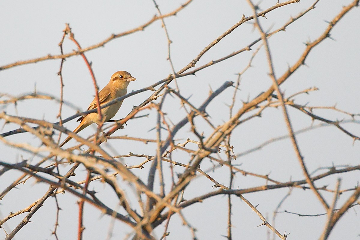 Isabellwürger - ML644792230