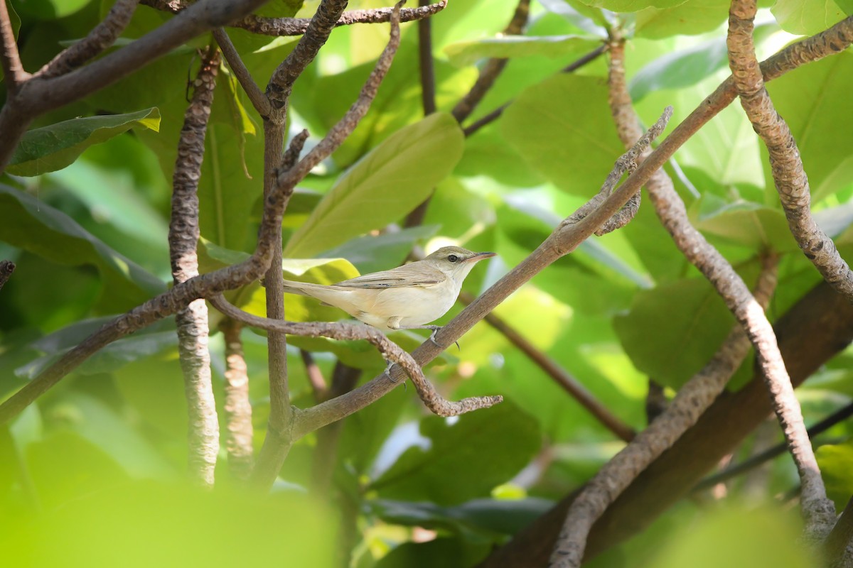 Восточная дроздовидная камышевка - ML644792231