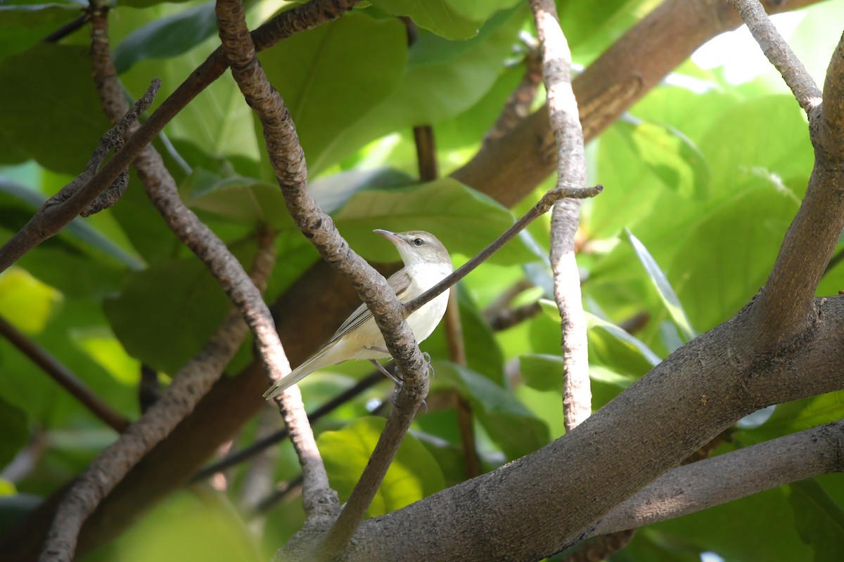 Восточная дроздовидная камышевка - ML644792232