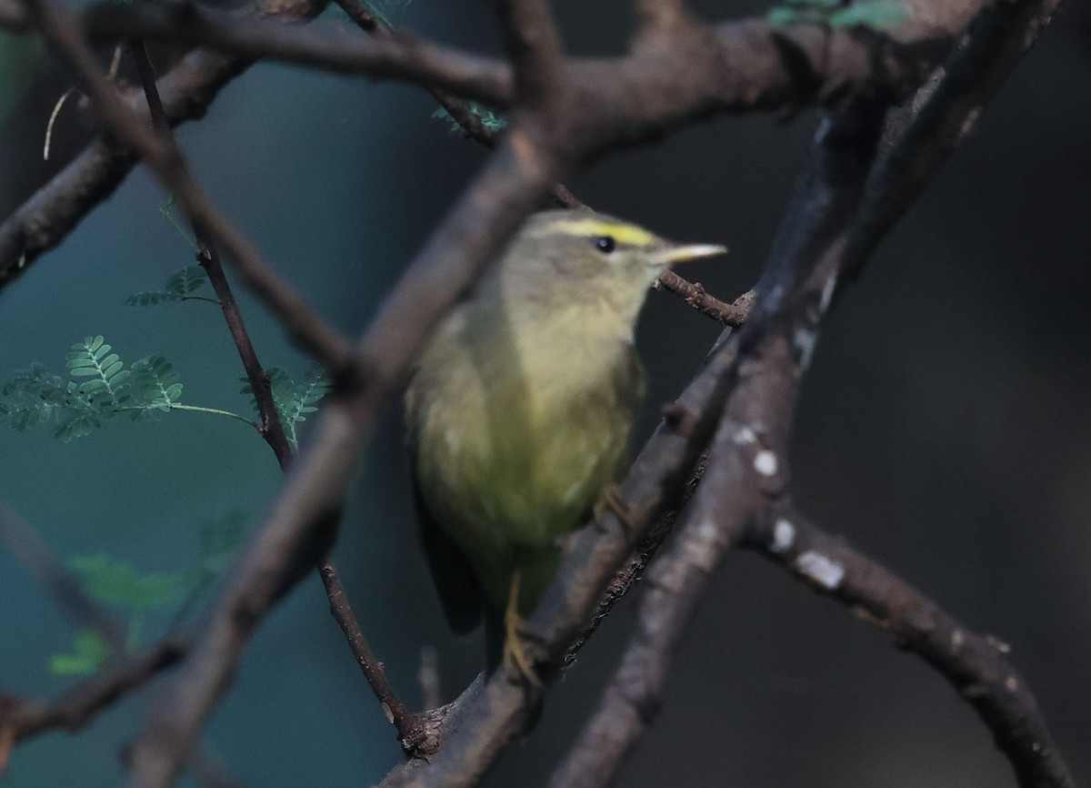Sulphur-bellied Warbler - ML644792236