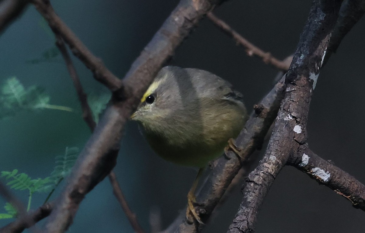 Sulphur-bellied Warbler - ML644792237