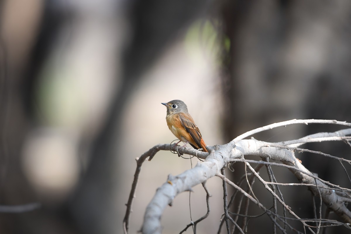 Ferruginous Flycatcher - ML644792244
