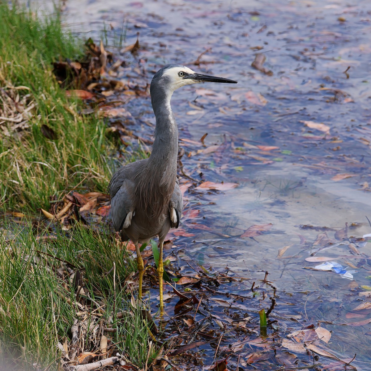 Aigrette à face blanche - ML644792250