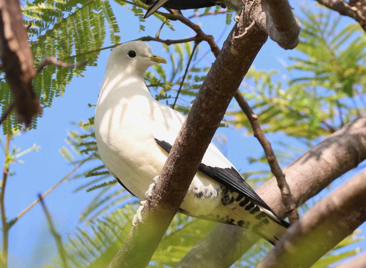 Torresian Imperial-Pigeon - ML644792252
