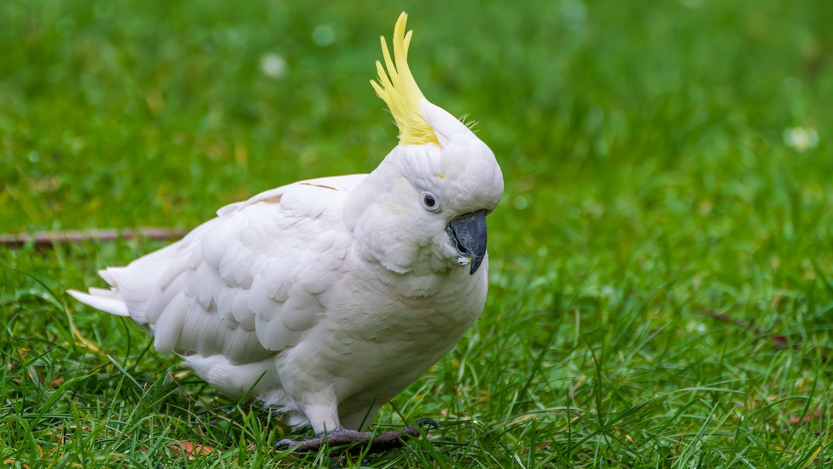 Sulphur-crested Cockatoo - ML644792263