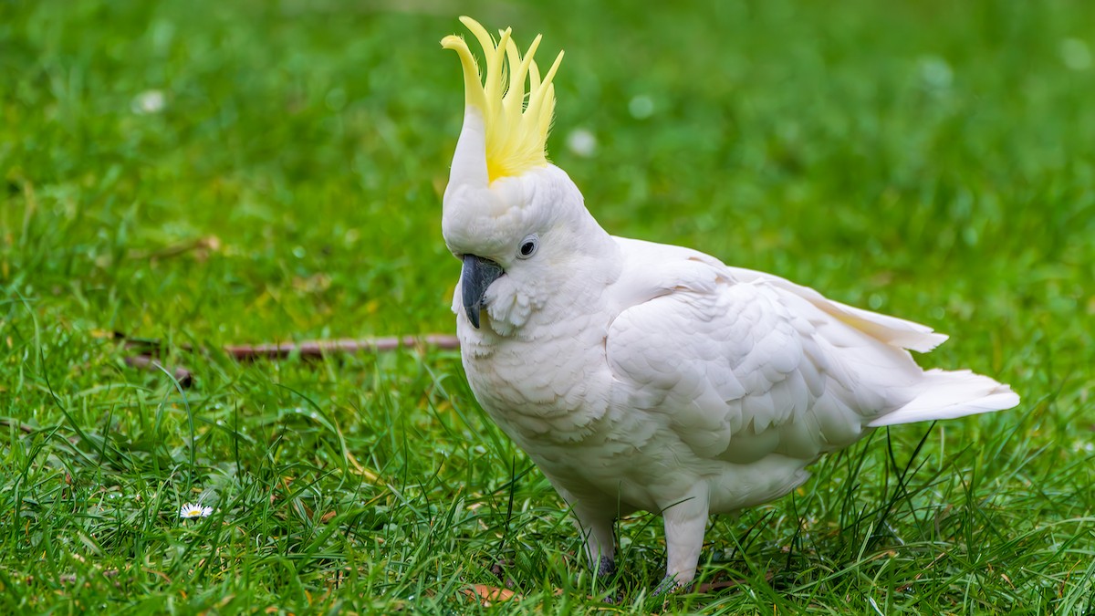 Sulphur-crested Cockatoo - ML644792264