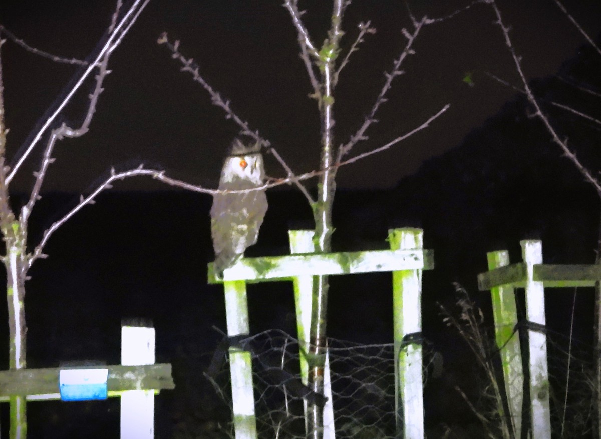 Búho Chico - ML644792290