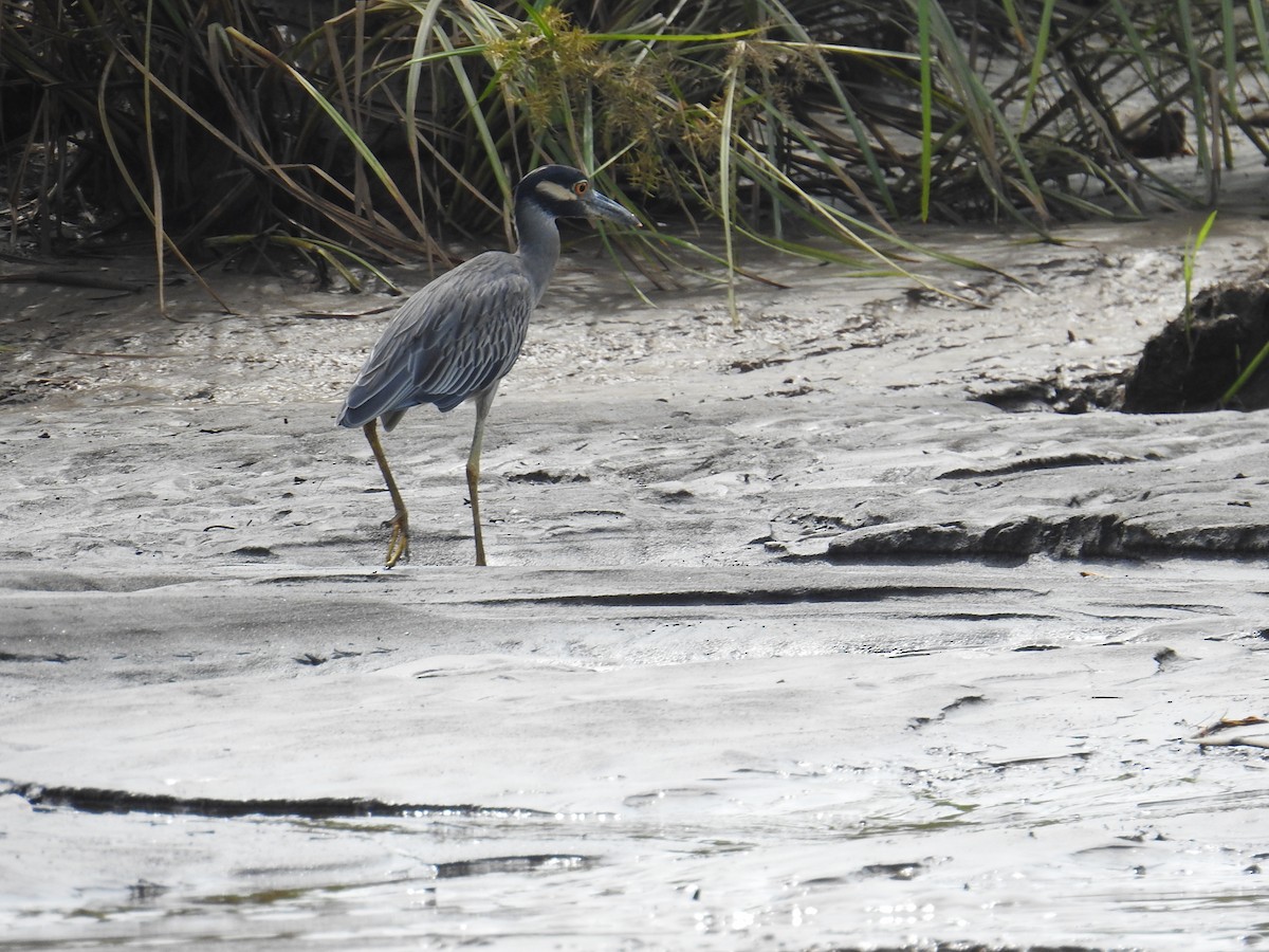 Sarı Tepeli Gece Balıkçılı - ML644792291