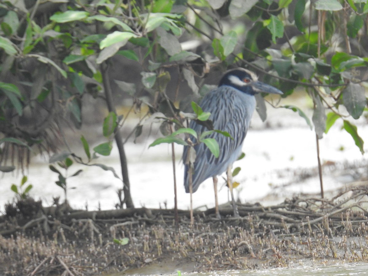 Sarı Tepeli Gece Balıkçılı - ML644792292