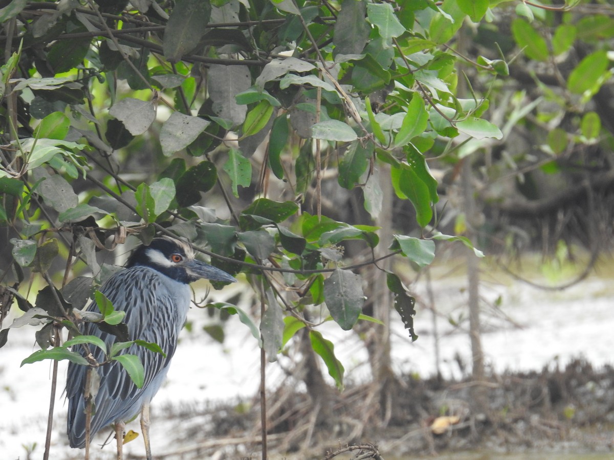 Sarı Tepeli Gece Balıkçılı - ML644792293