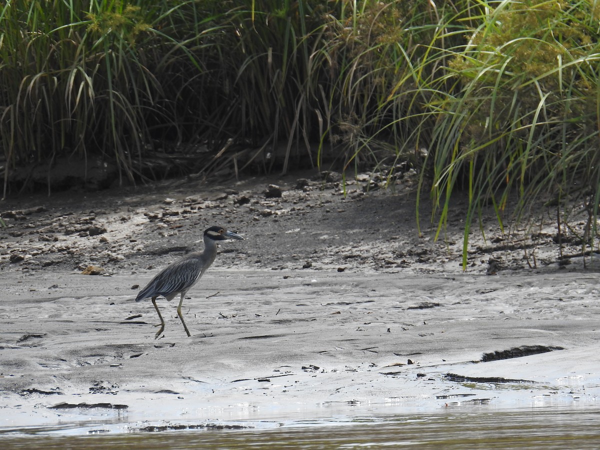 Sarı Tepeli Gece Balıkçılı - ML644792294
