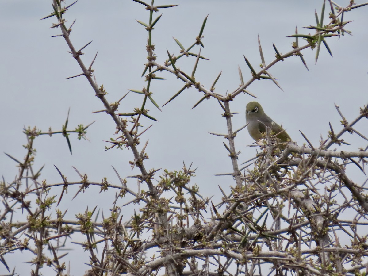 Silvereye - ML644792299