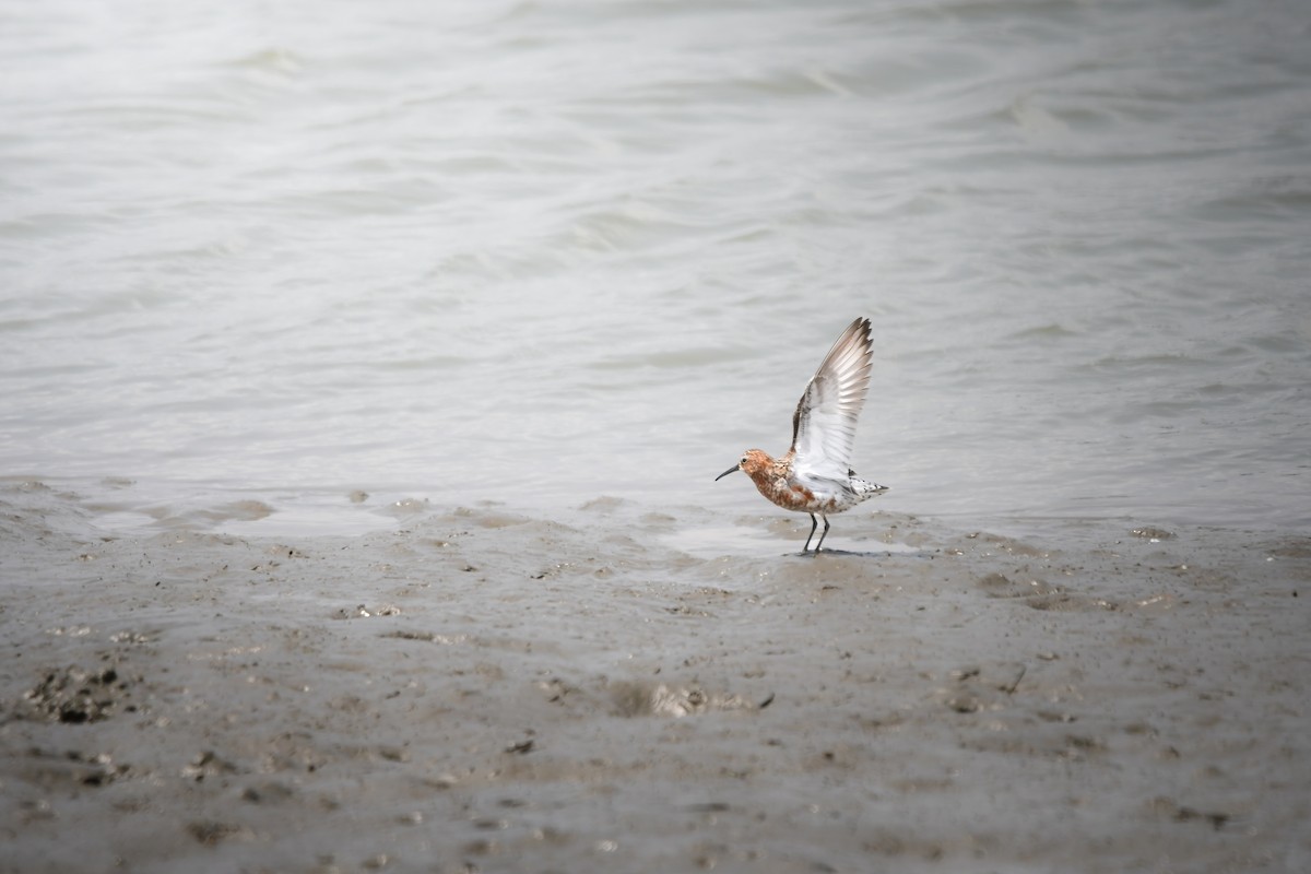 Txirri kurlinta - ML644792310