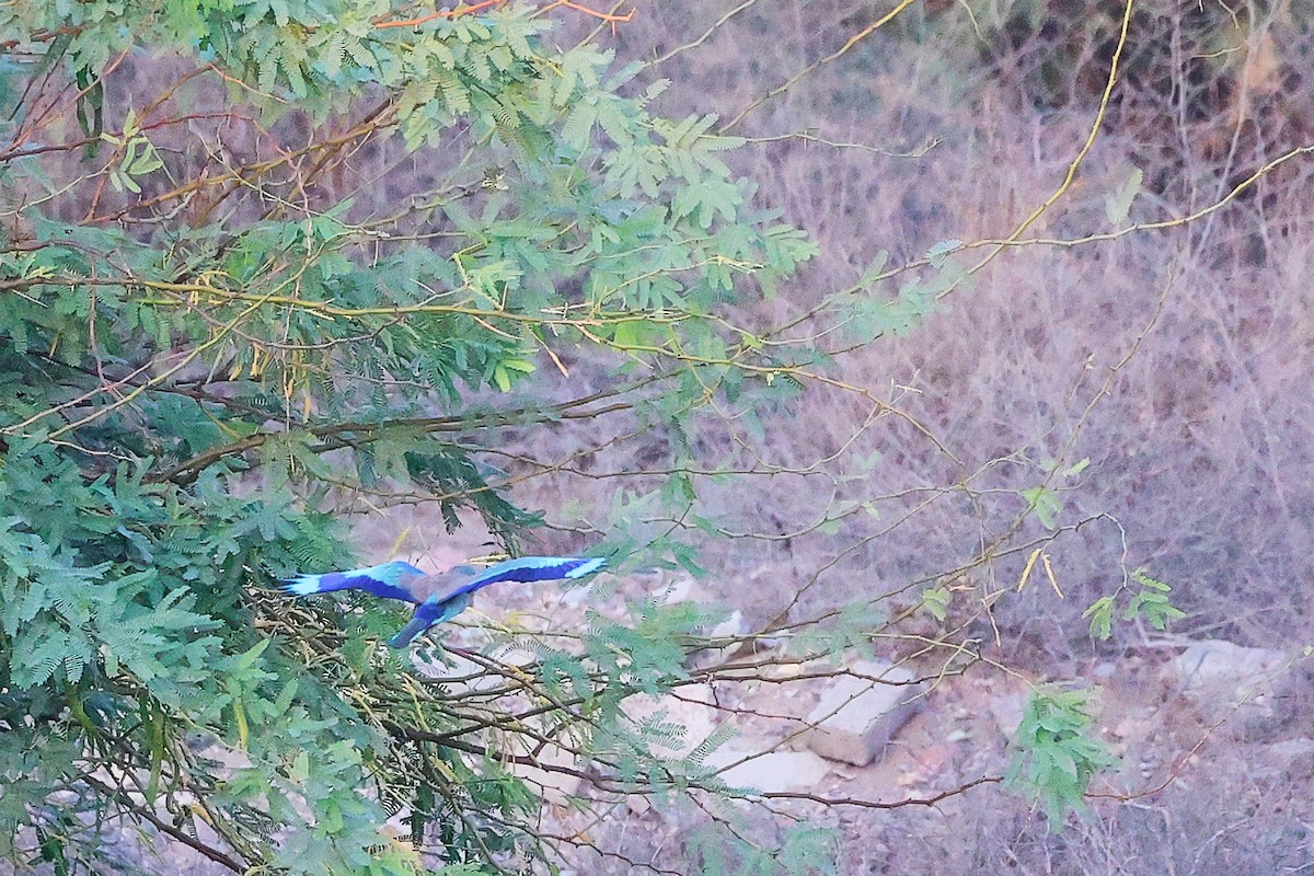 Rollier indien - ML644792328